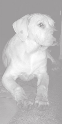 Dogue argentin Baby Doll