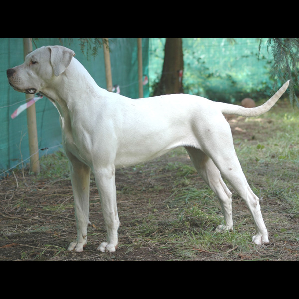 Dogue argentin Baby Doll à 11 mois