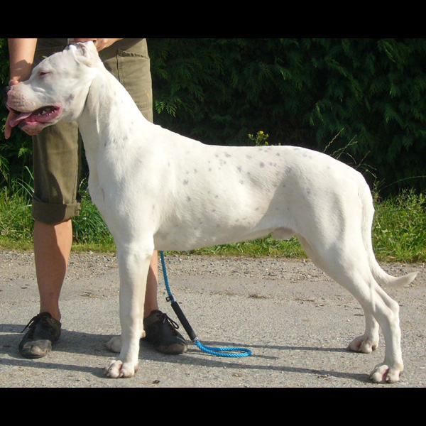 Dogue argentin Pachoacan à 8 mois
